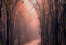 悉尼马拉松成为世界马拉松大满贯赛事新华网.